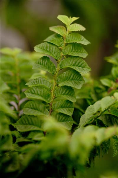 Ulmus x hollandica 'Jacqueline Hillier'