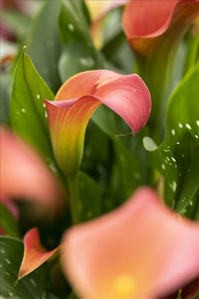 Zantedeschia 'Bloody Marry'