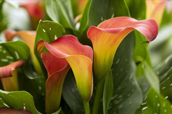 Zantedeschia 'Bloody Marry'