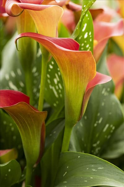 Zantedeschia 'Bloody Marry'