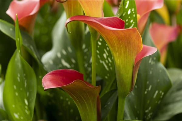 Zantedeschia 'Bloody Marry'