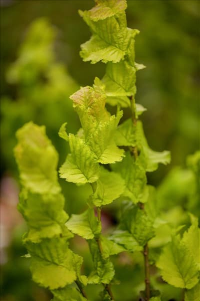 Ulmus x hollandica 'Wredei'