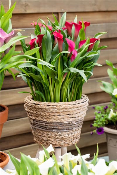 Zantedeschia 'Patio Calla'