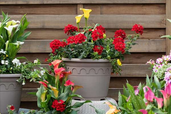 Zantedeschia 'Patio Calla'