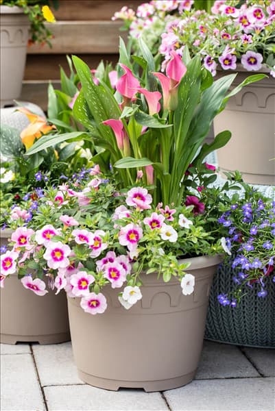 Zantedeschia 'Patio Calla'