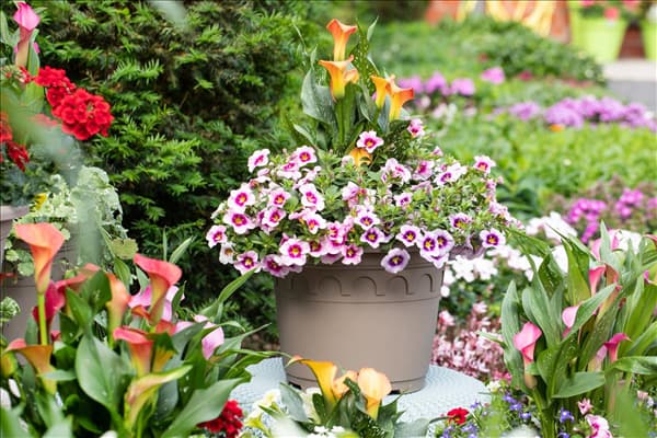 Zantedeschia 'Patio Calla'