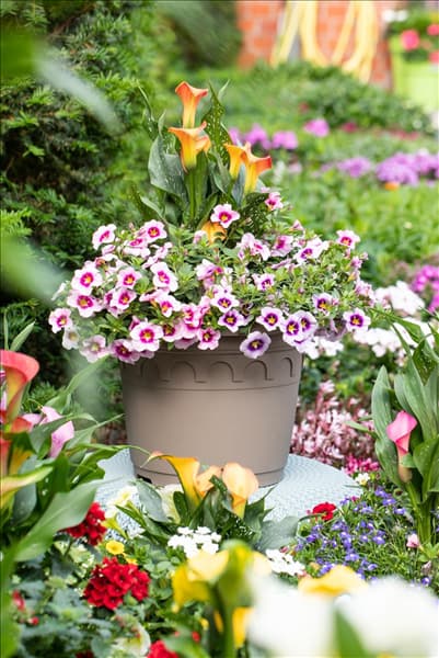 Zantedeschia 'Patio Calla'