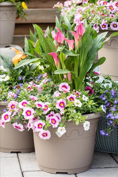 Zantedeschia 'Patio Calla'