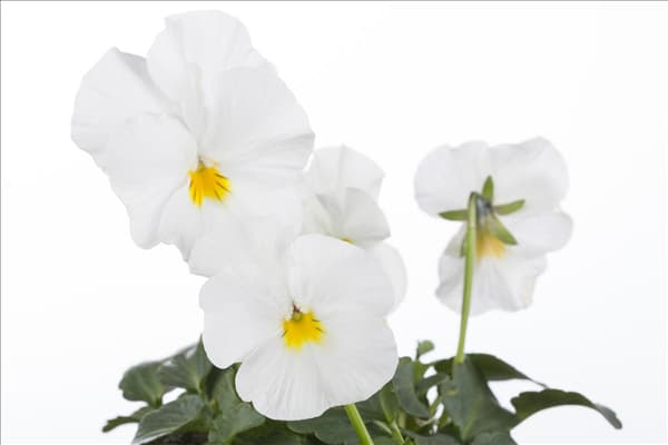 Viola cornuta