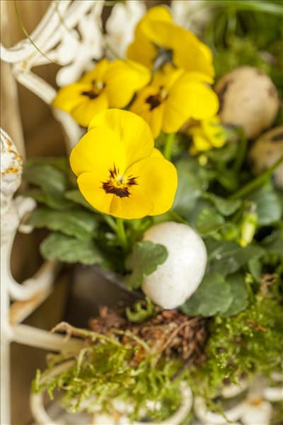 Viola cornuta