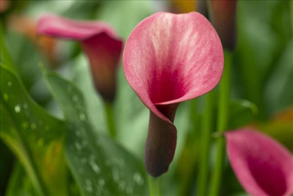 Zantedeschia 'Tropical'