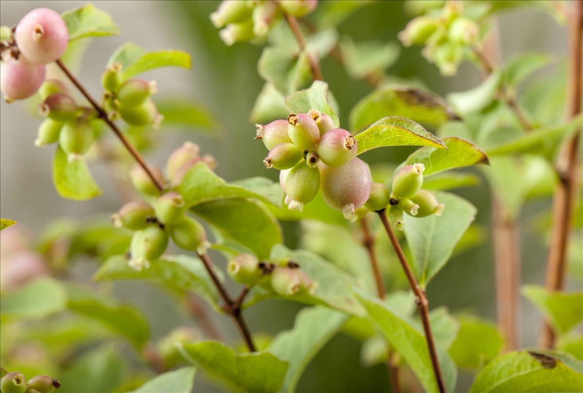 Symphoricarpos x doorenbosii