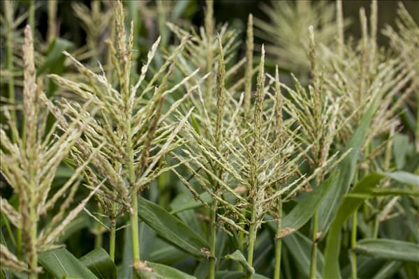 Zea mays