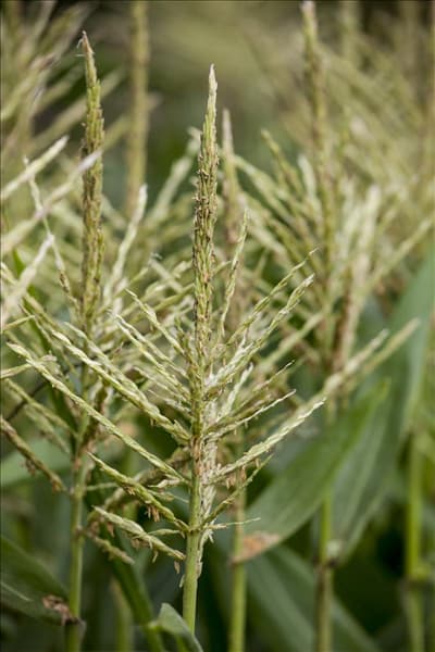 Zea mays