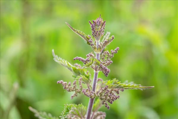 Urtica dioica