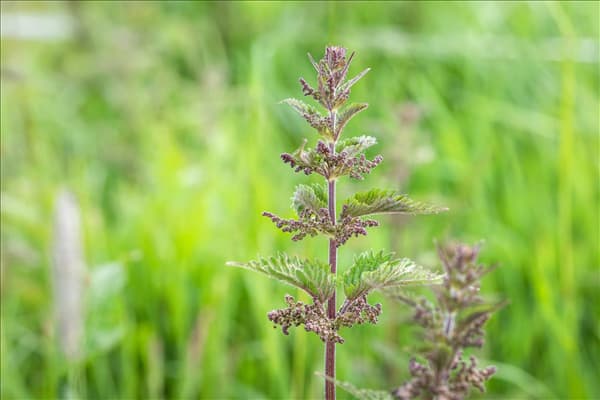 Urtica dioica