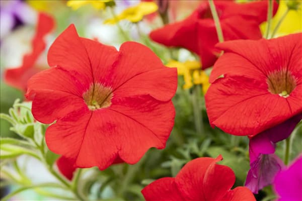 Trixi® Interspecific