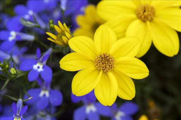 Trixi® Interspecific