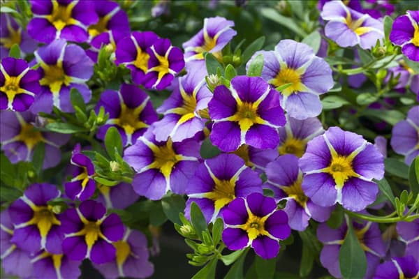 Trixi® Interspecific