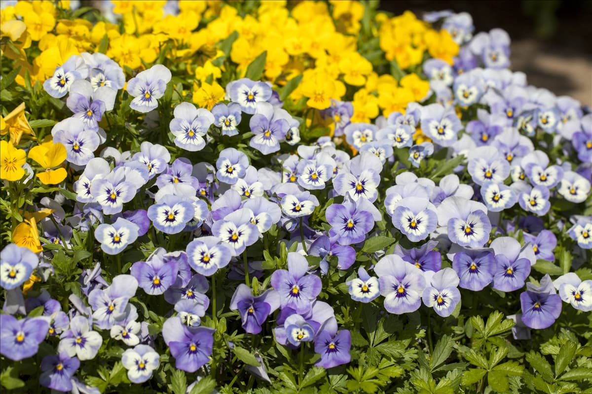 Viola cornuta