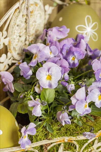 Viola cornuta