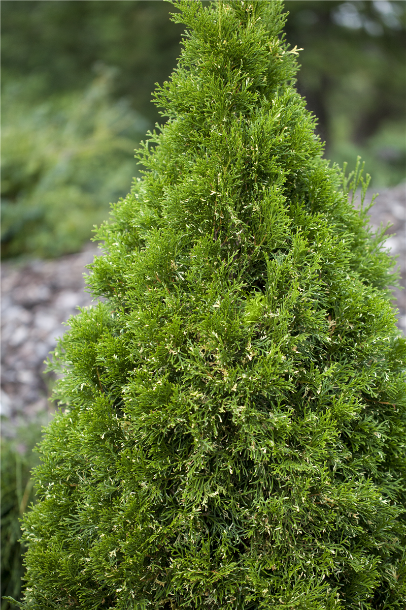 Thuja occidentalis