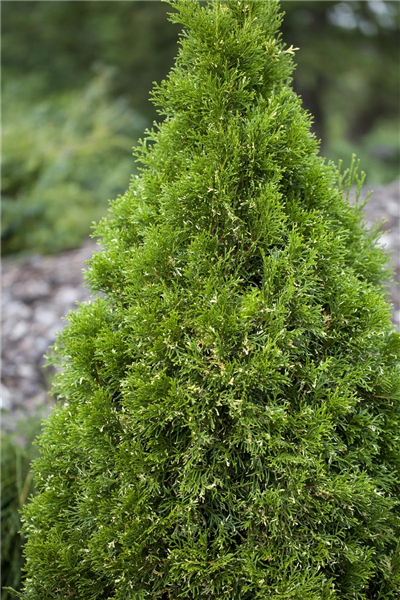 Thuja occidentalis