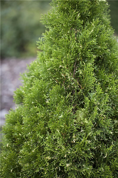 Thuja occidentalis