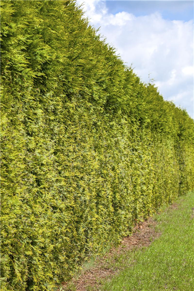 Thuja occidentalis