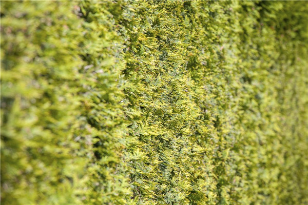 Thuja occidentalis