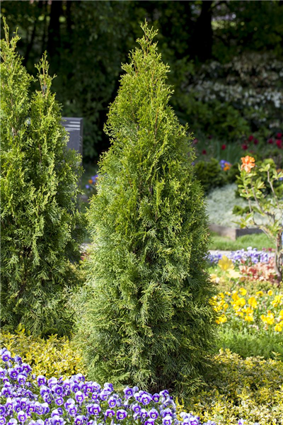 Thuja occidentalis