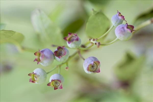 Vaccinium corymbosum