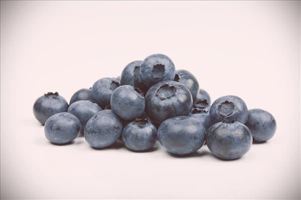 Vaccinium corymbosum