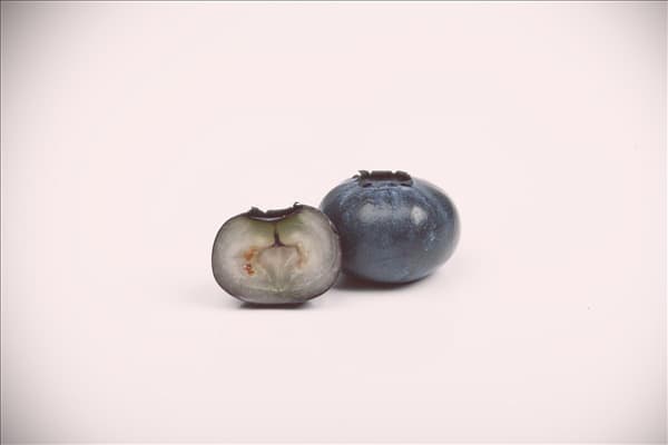 Vaccinium corymbosum