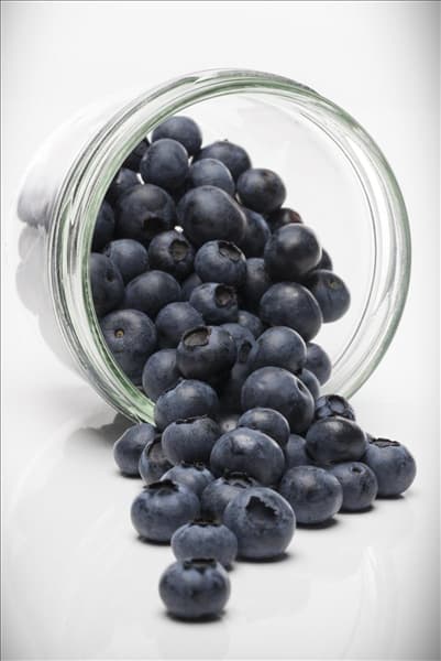 Vaccinium corymbosum
