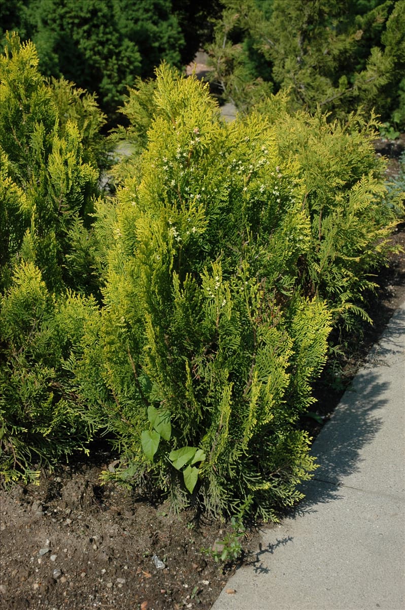 Thuja occidentalis 'Aurea Nana'