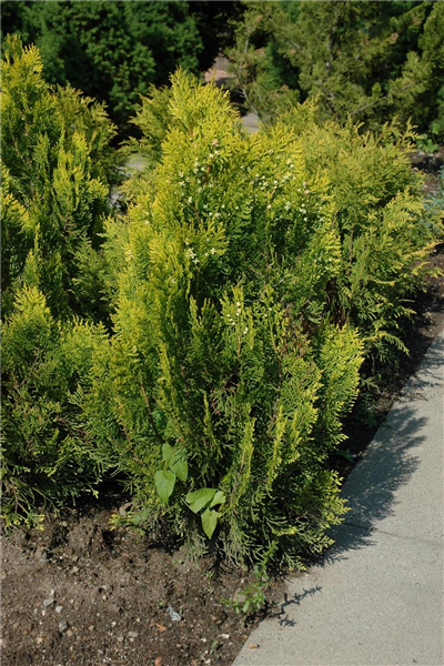 Thuja occidentalis 'Aurea Nana'