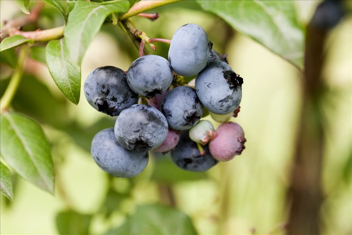 Vaccinium corymbosum