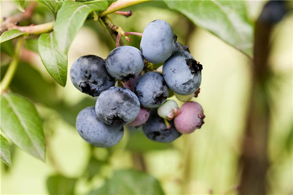 Vaccinium corymbosum 'Aurora'®