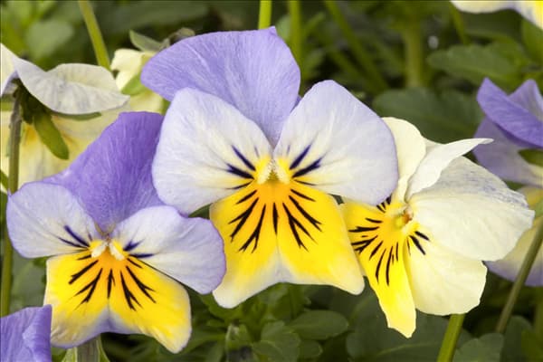 Viola cornuta