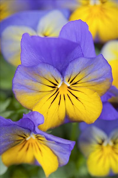 Viola cornuta