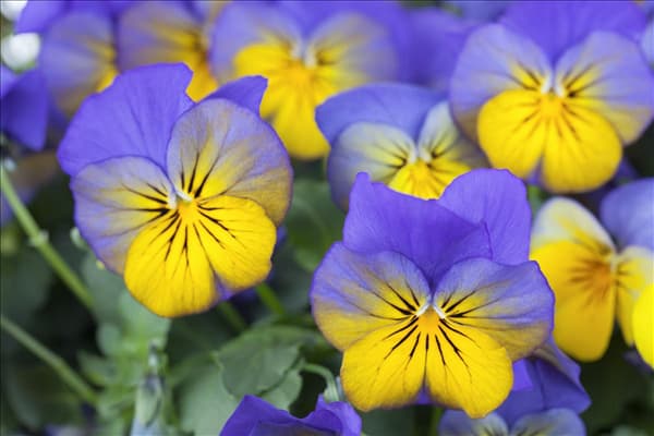 Viola cornuta