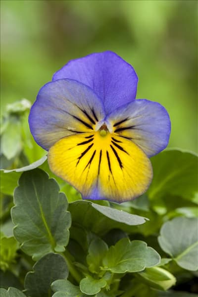 Viola cornuta