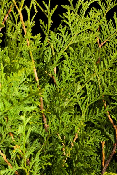 Thuja occidentalis 'Brabant'
