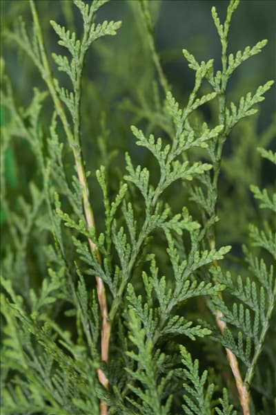 Thuja occidentalis 'Brabant'
