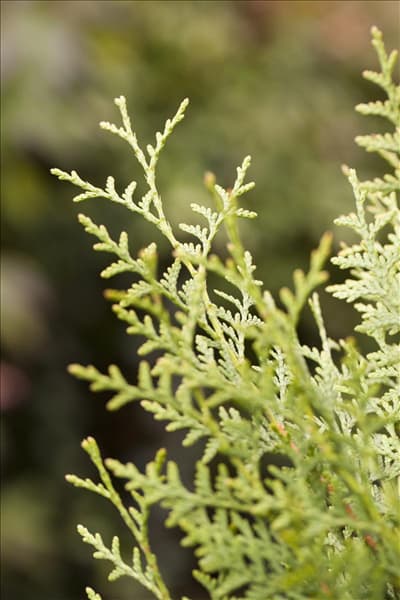 Thuja occidentalis 'Brabant'