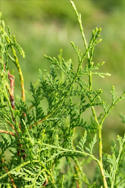 Thuja occidentalis 'Brabant'
