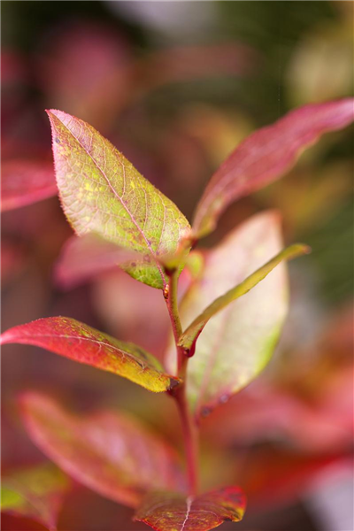 Vaccinium corymbosum 'Bluecrop'