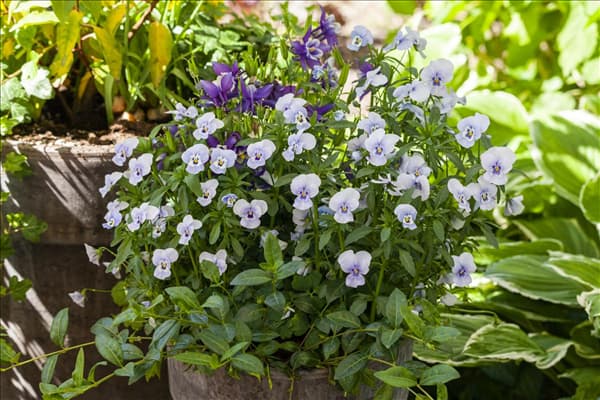 Viola cornuta, hellblau