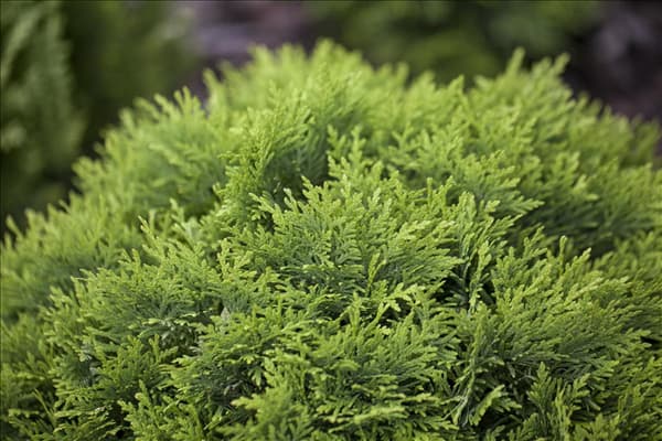 Thuja occidentalis 'Danica'